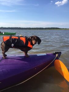 A dachshund dog, wearing a lifejacket, stands on the bow of a docked kayak and looks over at the camera.