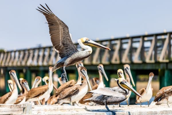 One pelican dries its wings among a flock gathered on one of the marina piers.