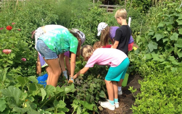 A group of children bent over and picking vegetables from the community garden.