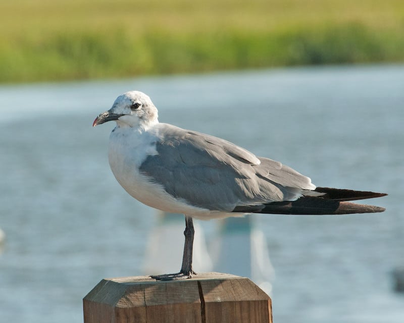 A photo of a seagull standing on a post as part of the Russ Wigh art exhibit, called Island Icons.